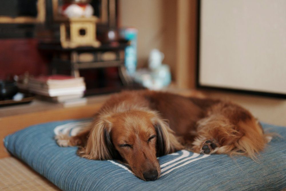 Perro de pelo largo durmiendo sobre un almohadón